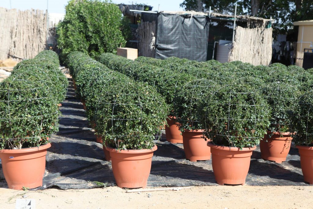 Wahar al sahraa nursery, nazwa 04