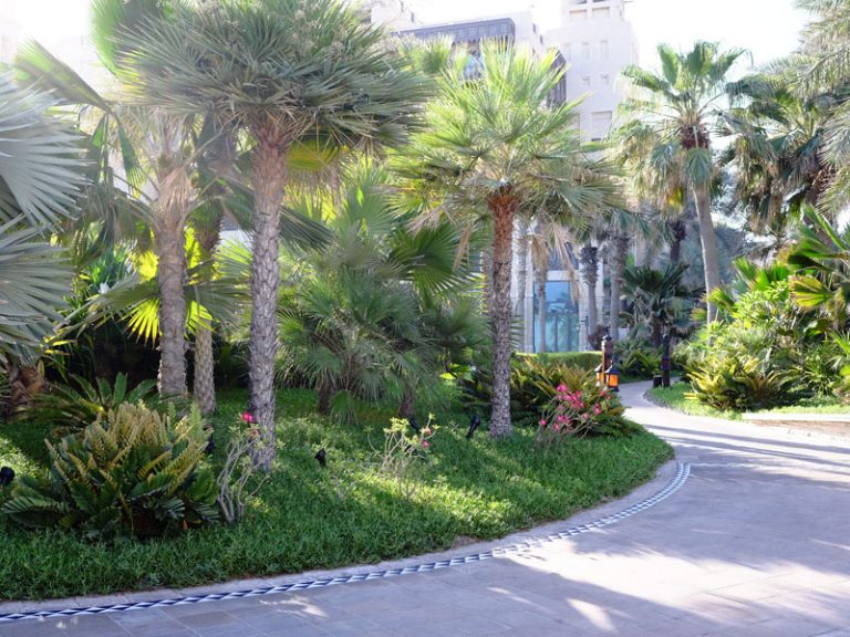 Madinat Jumeirah landscape maintenance by desert turfcare