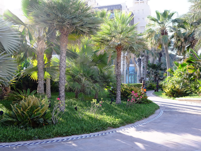 Madinat Jumeirah landscape maintenance by desert turfcare