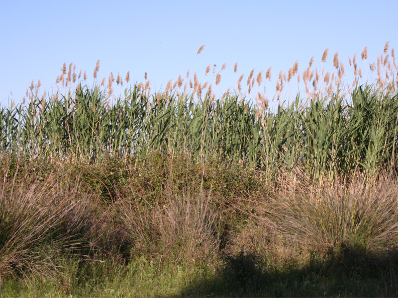 Native grass nursery, Wahat Al Sahraa