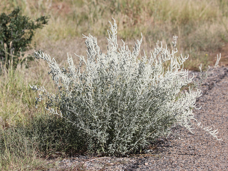 Native shrubs nursery, Wahat Al Sahraa