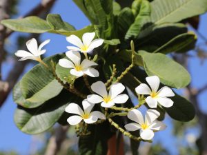 Outdoor plants in Dubai Garden Centre