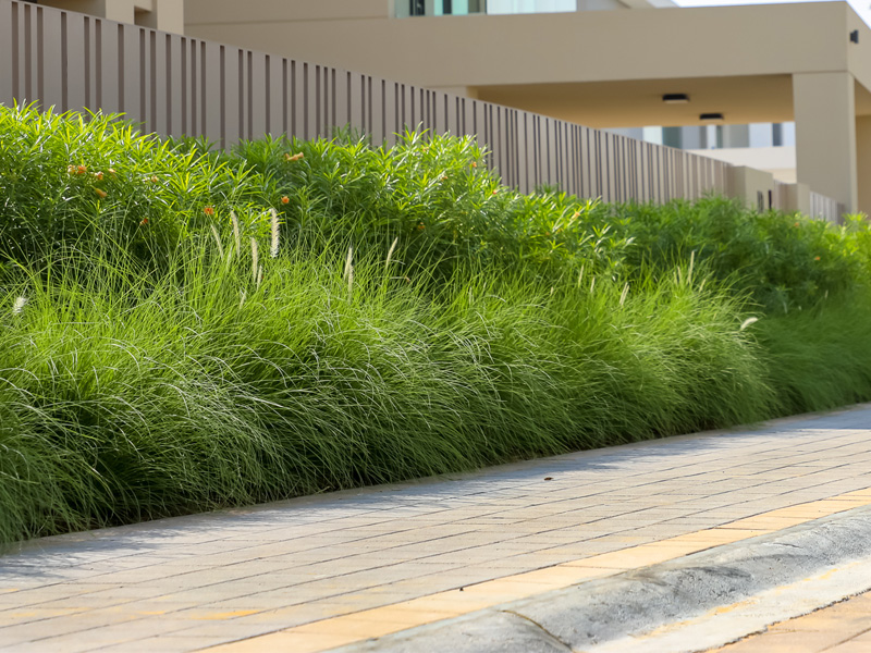 Parkway & Fairway Dubai hills landscape constructed by Desert Landscape