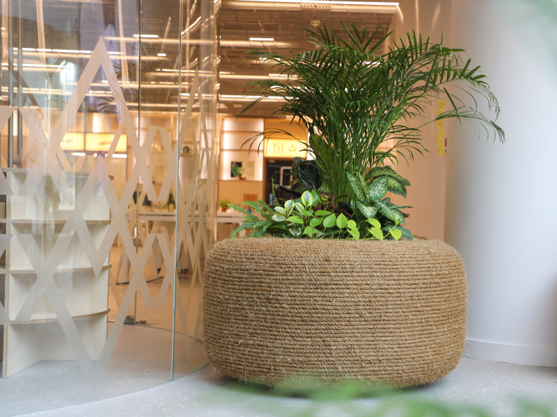 Indoor plant display arranged by Plantscapes