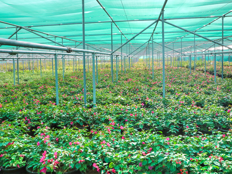 Adaptive shrubs nursery, Wahat Al Sahraa