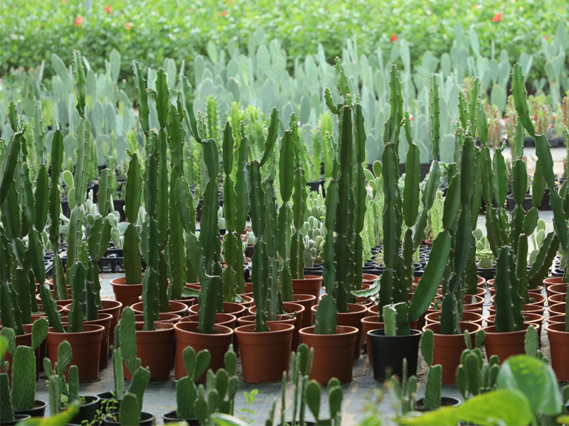 Adaptive succulent nursery, Wahat Al Sahraa