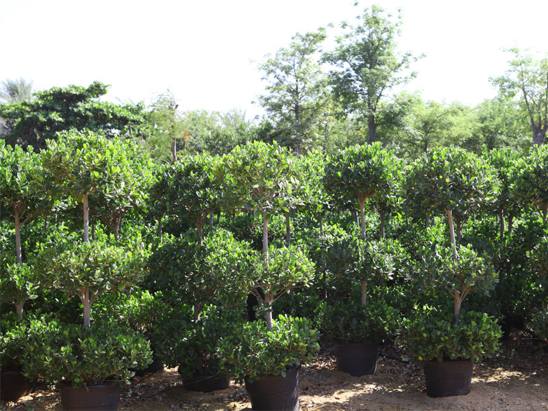 Adaptive plants nursery, Wahat Al Sahraa