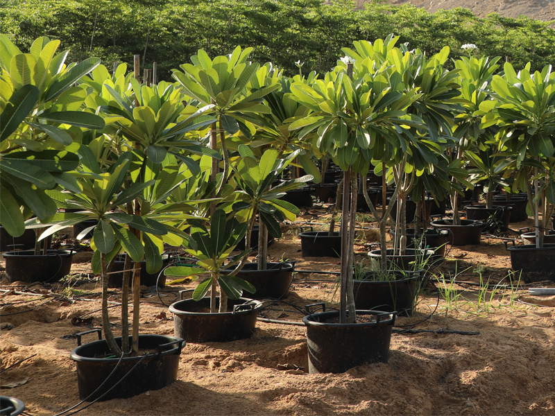 Adaptive trees nursery, Wahat Al Sahraa